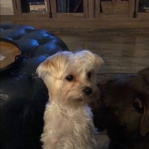 Meet your Posher, Abby